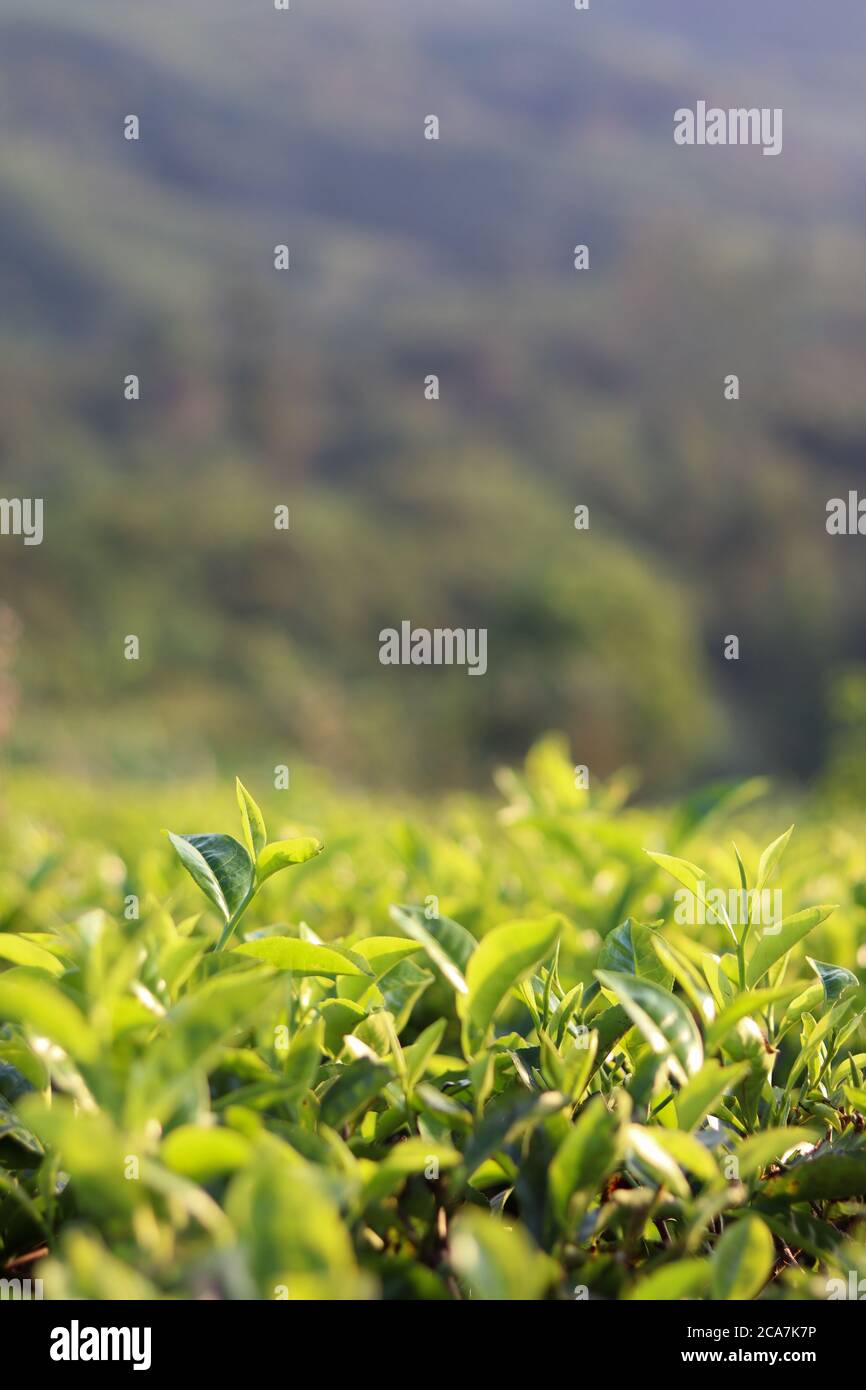 tea plantation with background blur Stock Photo