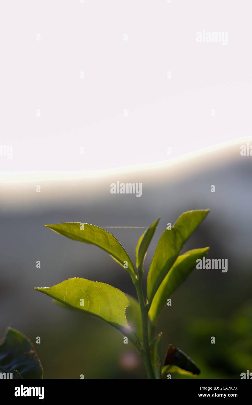 tea leaves with background blur Stock Photo
