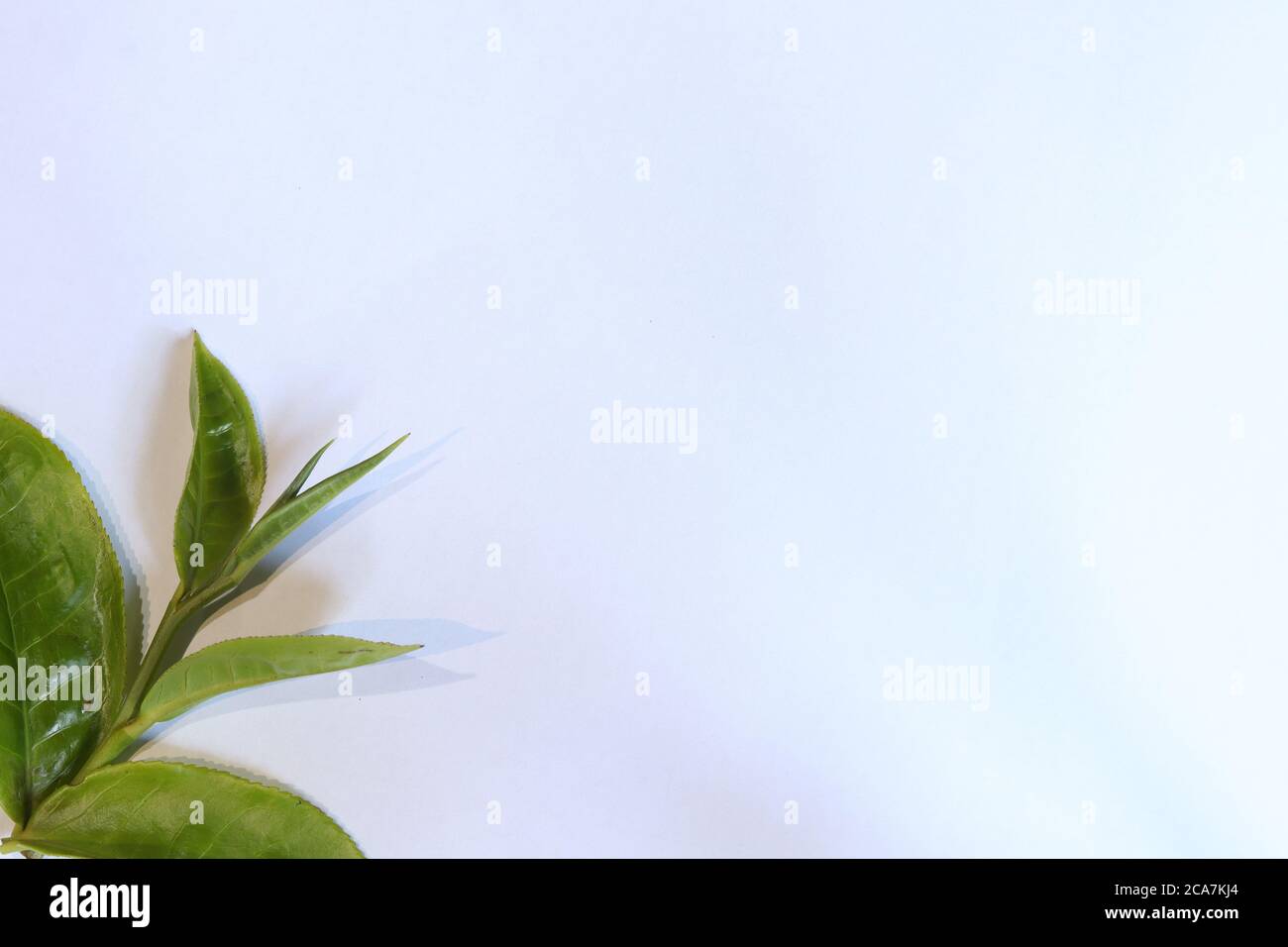 white background with edges adorned with fresh green tea leaves Stock Photo