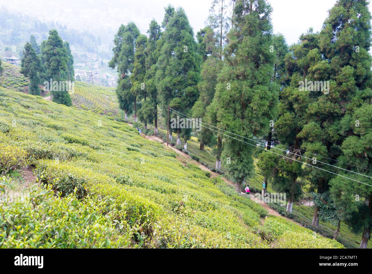 Tea Plantations at Happy Valley Tea Estate in Darjeeling, West Bengal