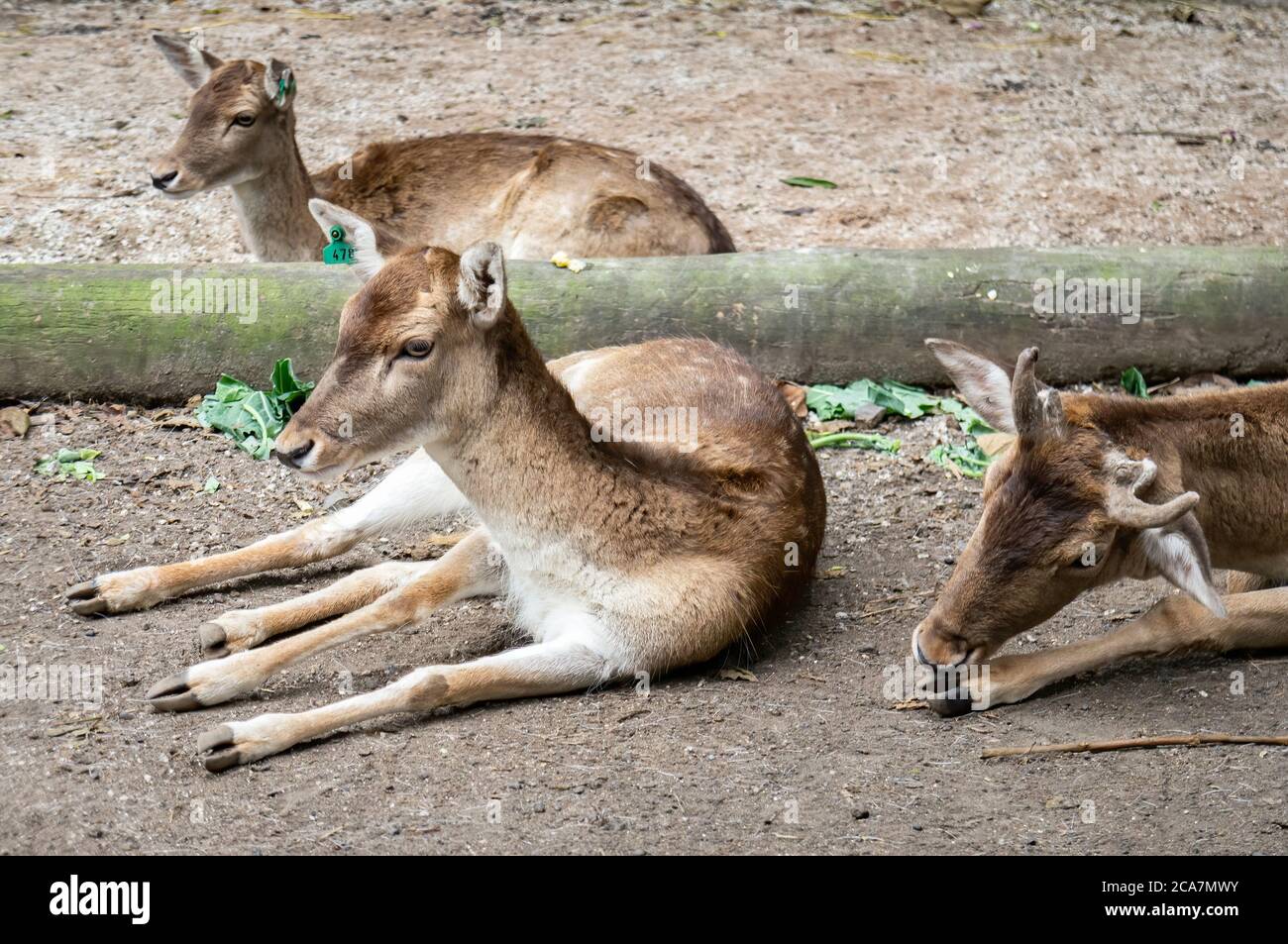 A group of Fallow deer (Dama dama - a ruminant mammal belonging to the family Cervidae) laid down on the ground inside Zoo Safari zoological park. Stock Photo