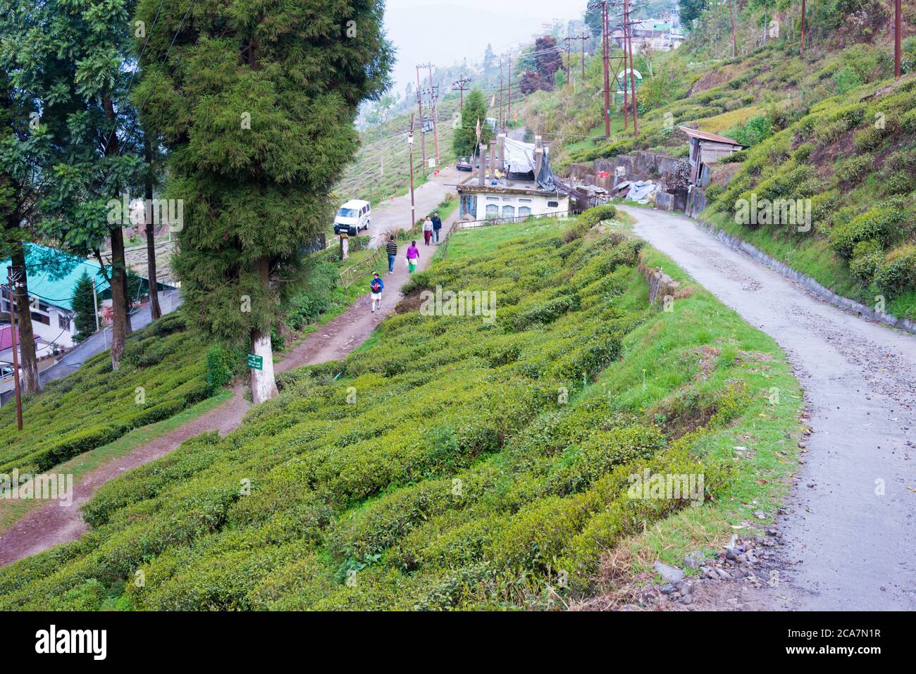 Tea Plantations at Happy Valley Tea Estate in Darjeeling, West Bengal, India. Darjeeling teas are regarded as one of the best world wide. Stock Photo