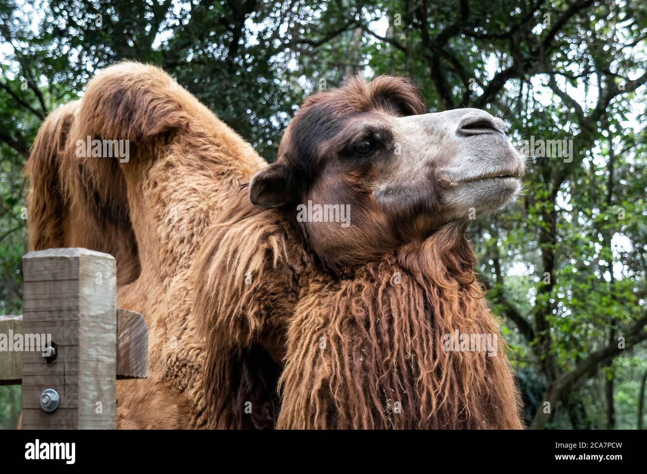 Bactrian Camel (Camelus bactrianus - large, even-toed ungulate native to the steppes of Central Asia and the largest living camel) in Zoo Safari park. Stock Photo