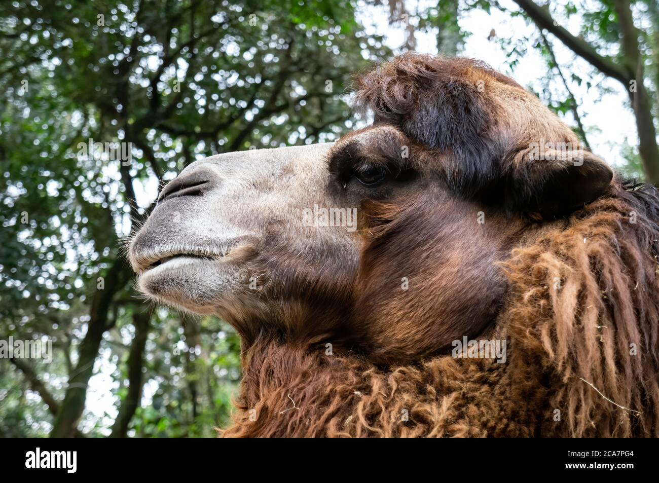 A Bactrian Camel (Camelus bactrianus - a large, even-toed ungulate native to the steppes of Central Asia and largest living camel) in Zoo Safari park. Stock Photo