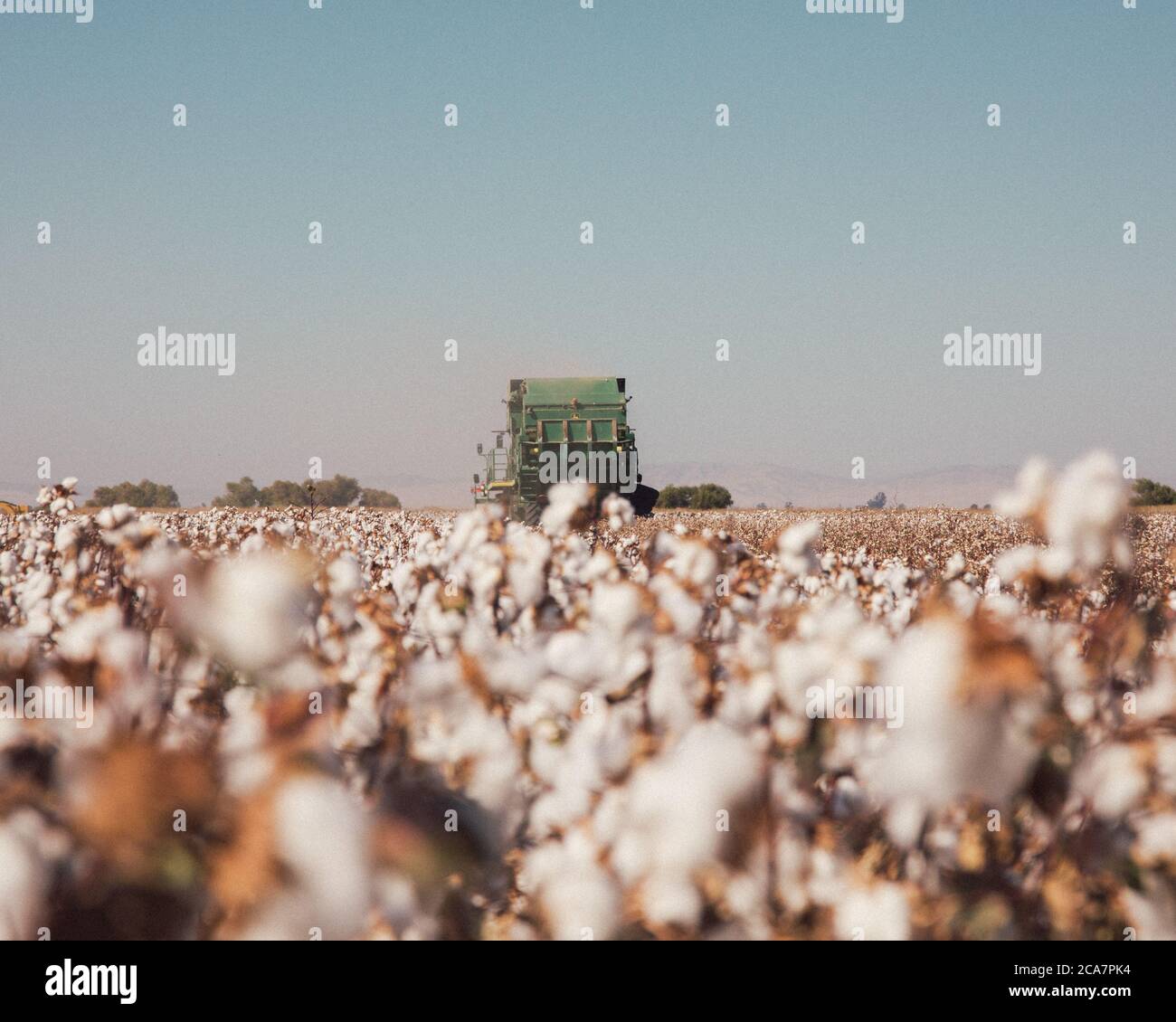 A cotton harvester at work on a cotton farm in the Central Valley, California Stock Photo Alamy