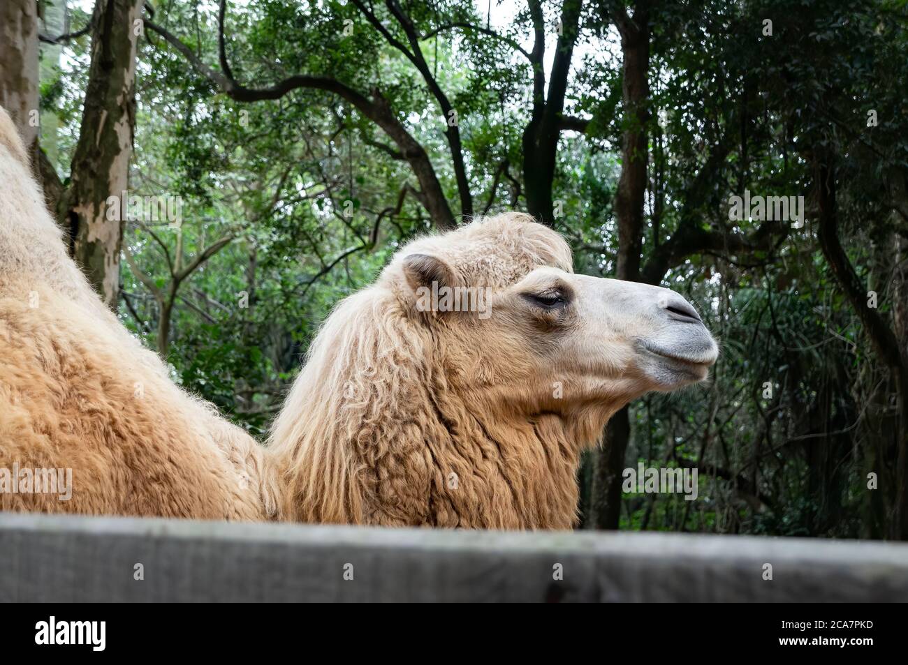 Bactrian Camel (Camelus bactrianus - large, even-toed ungulate native to the steppes of Central Asia and the largest living camel) in Zoo Safari park Stock Photo