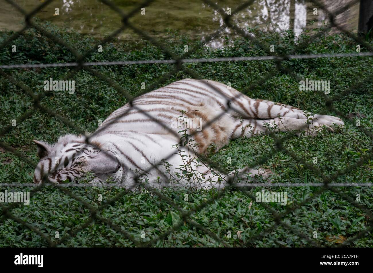 A white Belgal tiger (Panthera tigris tigris - native to the Indian subcontinent) laid down on the grass taking a nap in Zoo Safari zoological park. Stock Photo
