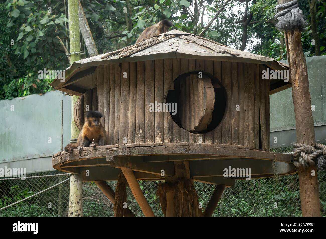 A shelter for Black-striped capuchin (Sapajus libidinosus - a capuchin monkey from South America) inside monkey preservation area in Zoo Safari park. Stock Photo