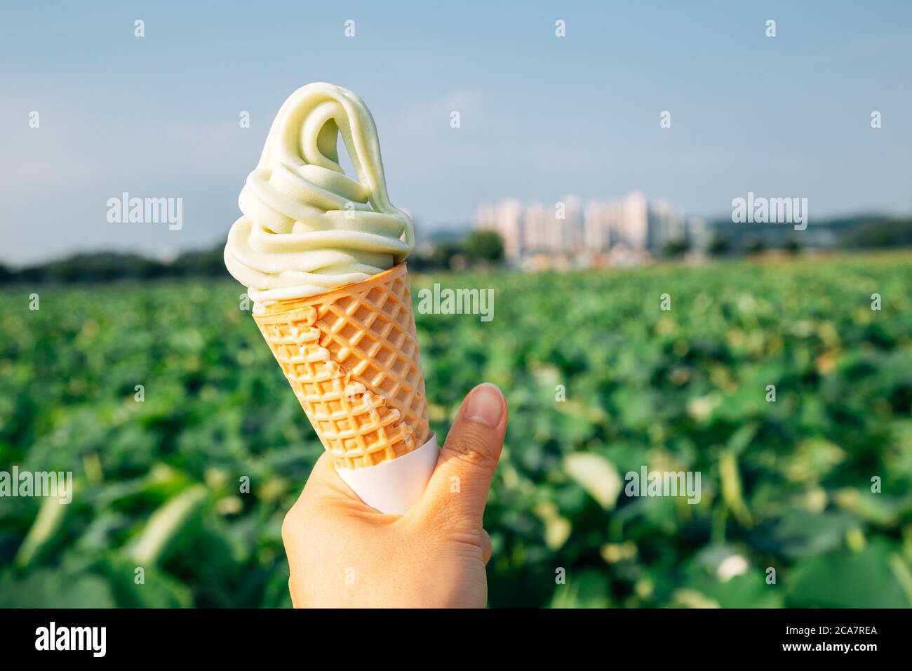 Ice cream cone with green lotus flower field at Gwangokji Lotus Flower