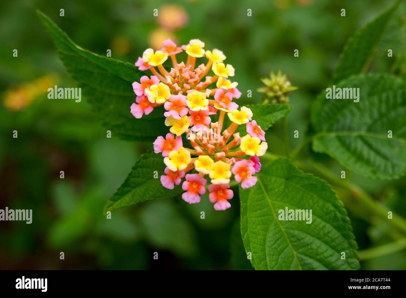 a closeup view of pink & yellow tiny flowers on plant in garden Stock Photo