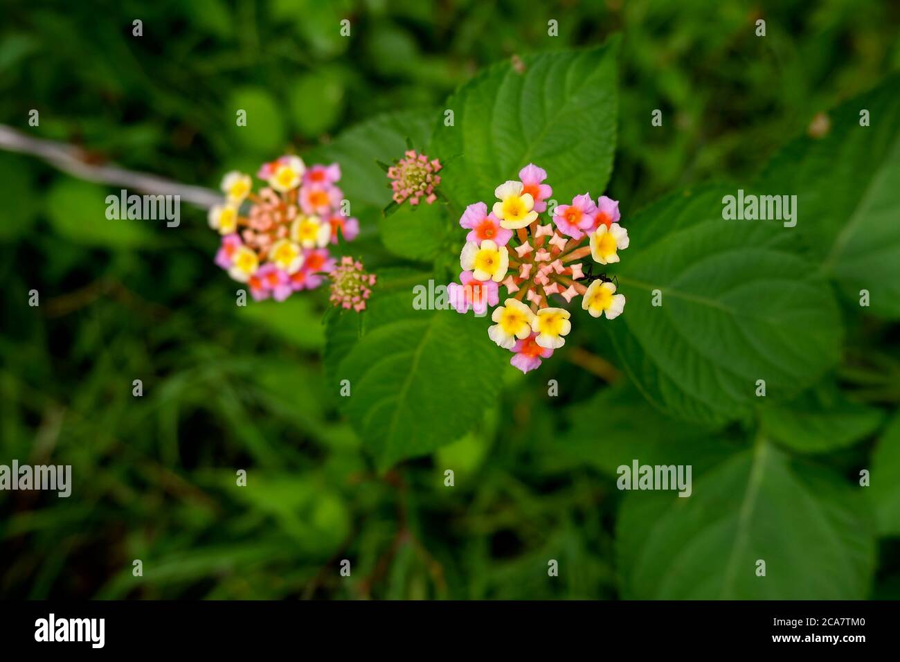 a top view of pink & yellow tiny flowers isolated on plant in garden Stock Photo
