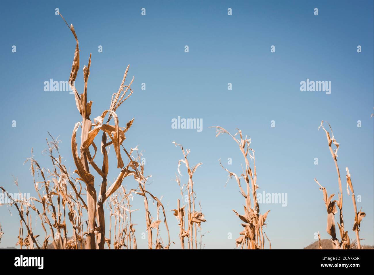 Drought has decimated a crop of corn and left the plants dried out and dead. Symbol of global warming and climate change. Stock Photo