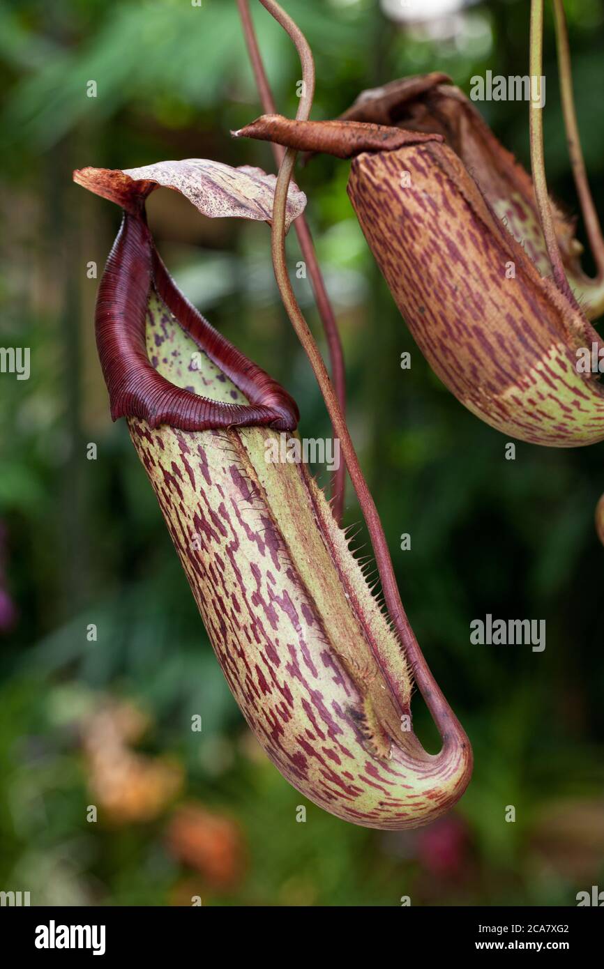Pitcher plant nepenthes sp pitcher hi-res stock photography and images ...