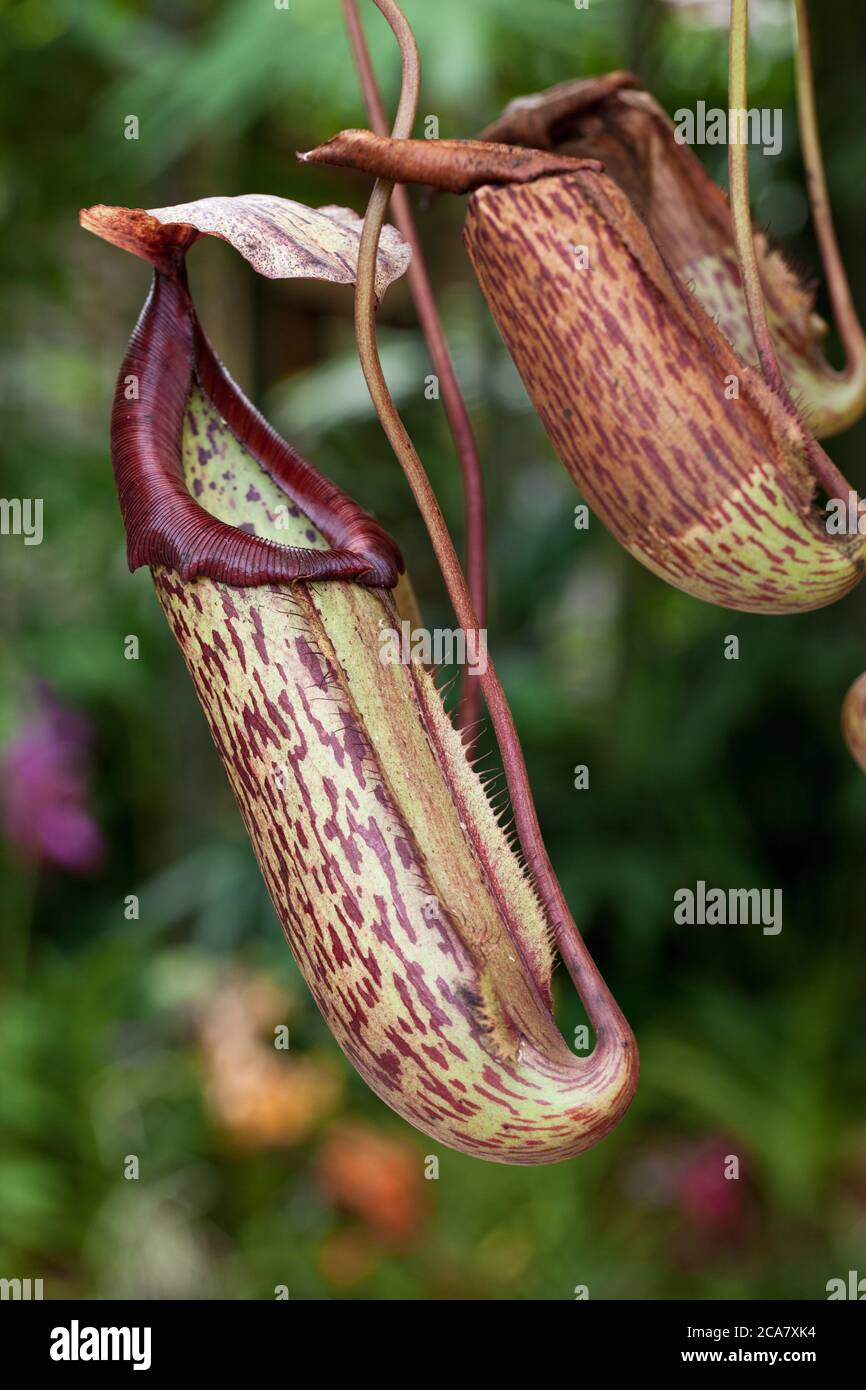 Pitcher plant (Nepenthes sp.). June 2010. Kuala Lumpur Orchid Garden