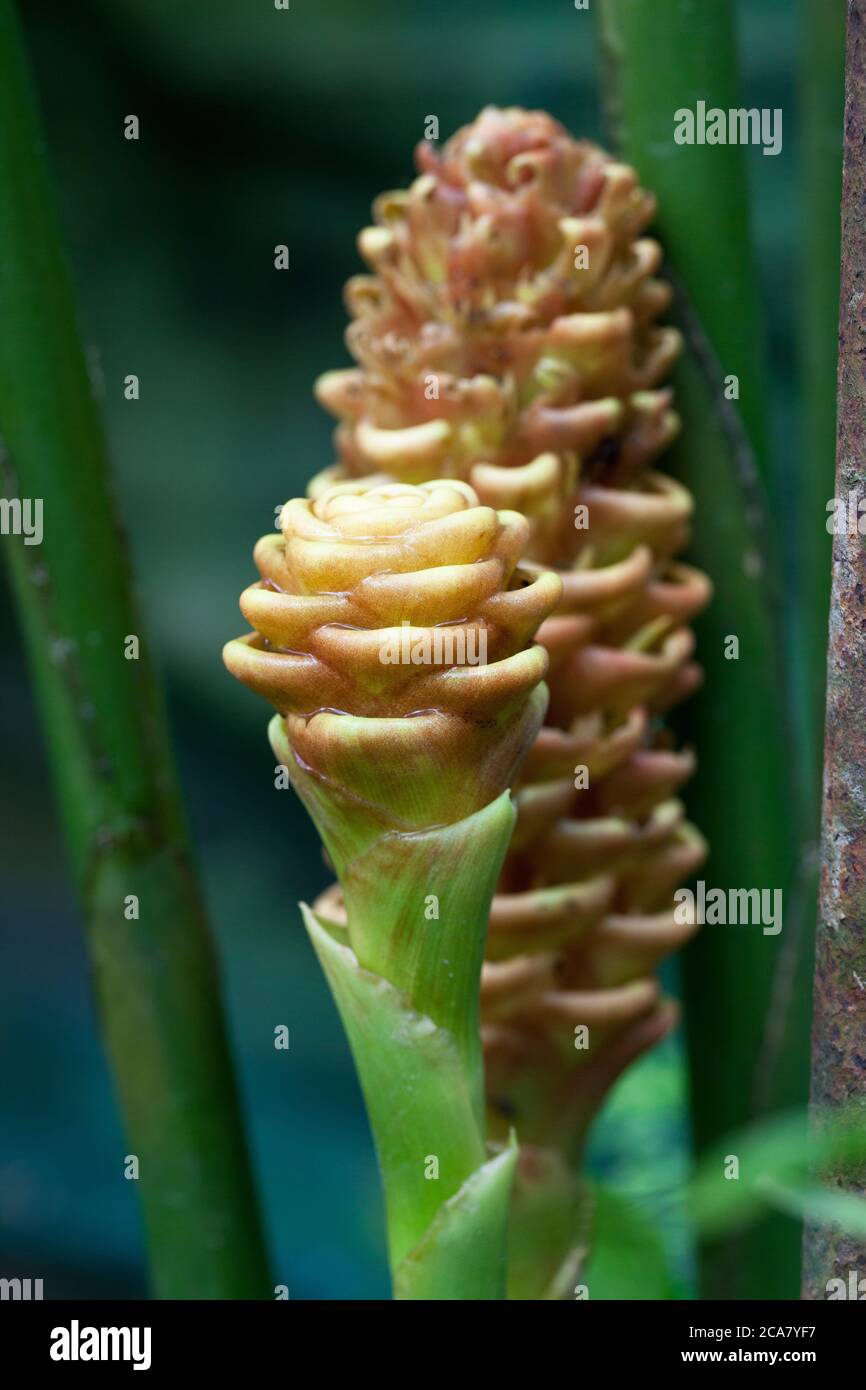 Beehive Ginger (Zinziber spectabile). June 2010. Kuala Lumpur Butterfly Park. Kuala Lumpur. Malaysia. Stock Photo