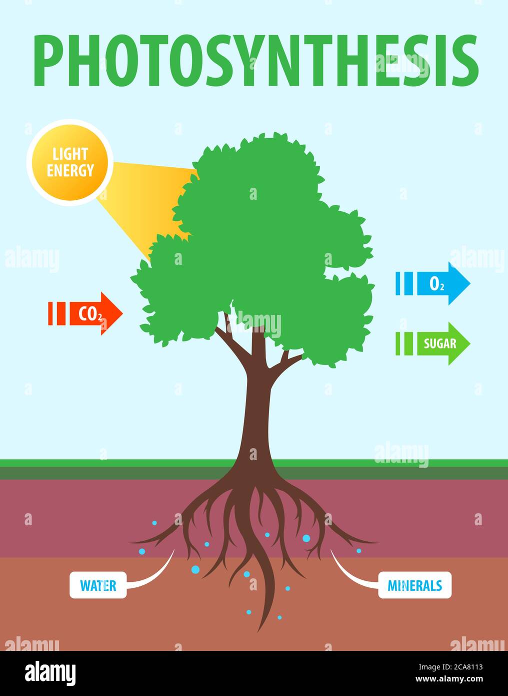 Photosynthesis diagram hires stock photography and images Alamy