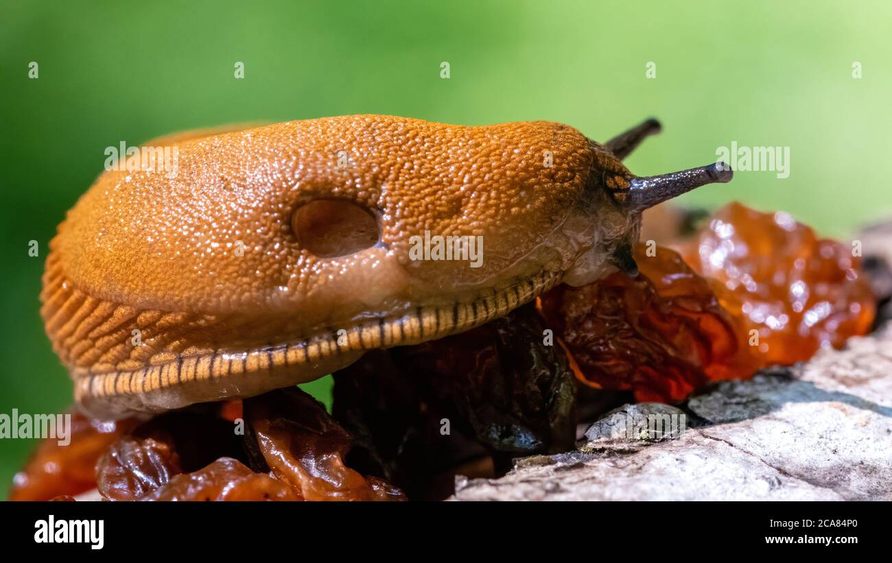 schnecke, nacktschnecke, tier, bedächtig, natur, makro, schleimig, Stock Photo