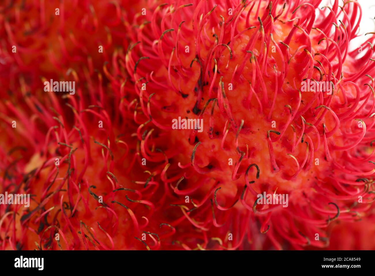 Rambutan leaves isolated on white hi-res stock photography and images ...