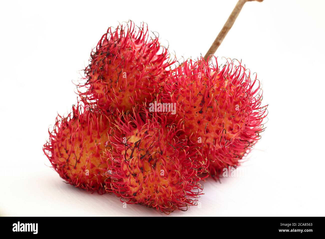 Rambutan leaves isolated on white hi-res stock photography and images ...