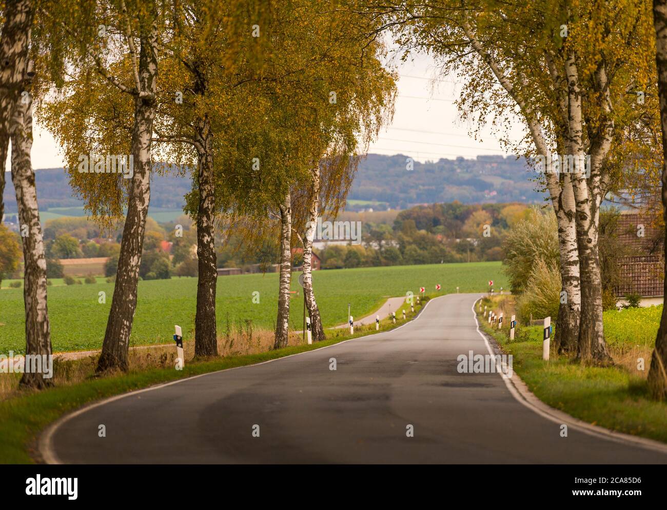 Birch Tree-lined Country Road in Germany Stock Photo