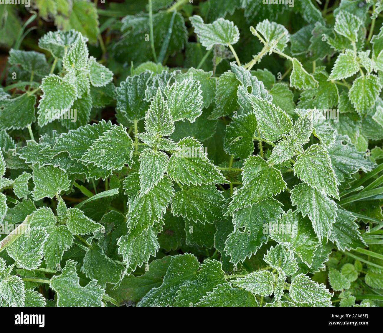 Nettle rash hi-res stock photography and images - Alamy