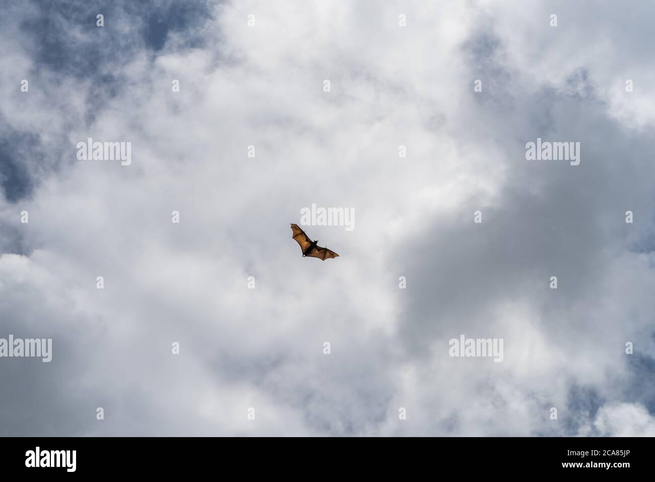 Isolated giant indian flying fox (large bat) on the fly, Pteropus giganteus. sky with clouds Stock Photo