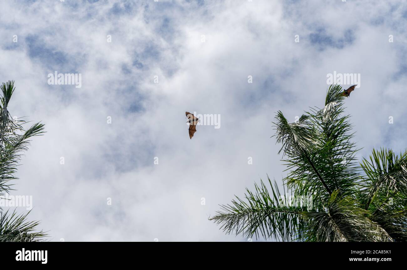 Isolated giant indian flying fox (large bat) on the fly, Pteropus giganteus. Palm tree and sky with clouds Stock Photo