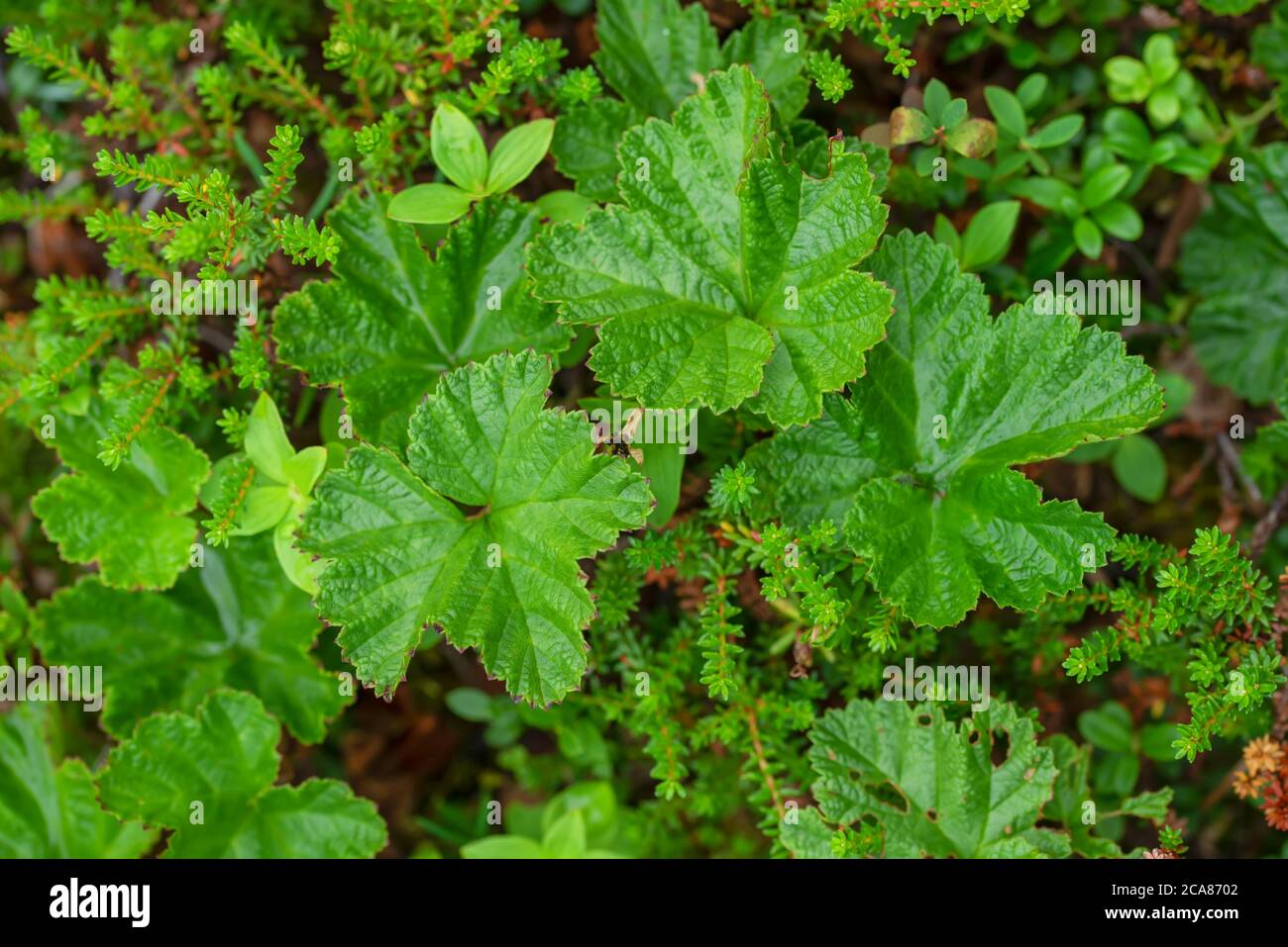 Background of green leaves of cloudberry in the boreal forest Stock Photo