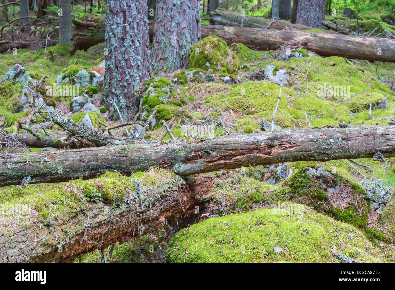 An old-growth forest with fallen tree with lichen and moss Stock Photo