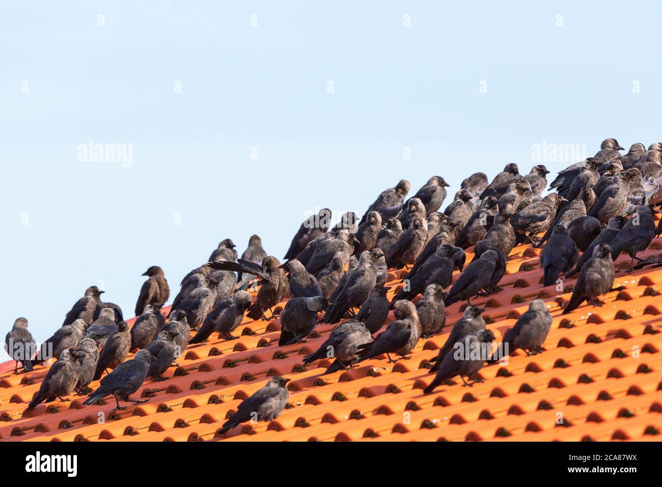 Jackdaws sitting in a flock on a rooftop Stock Photo