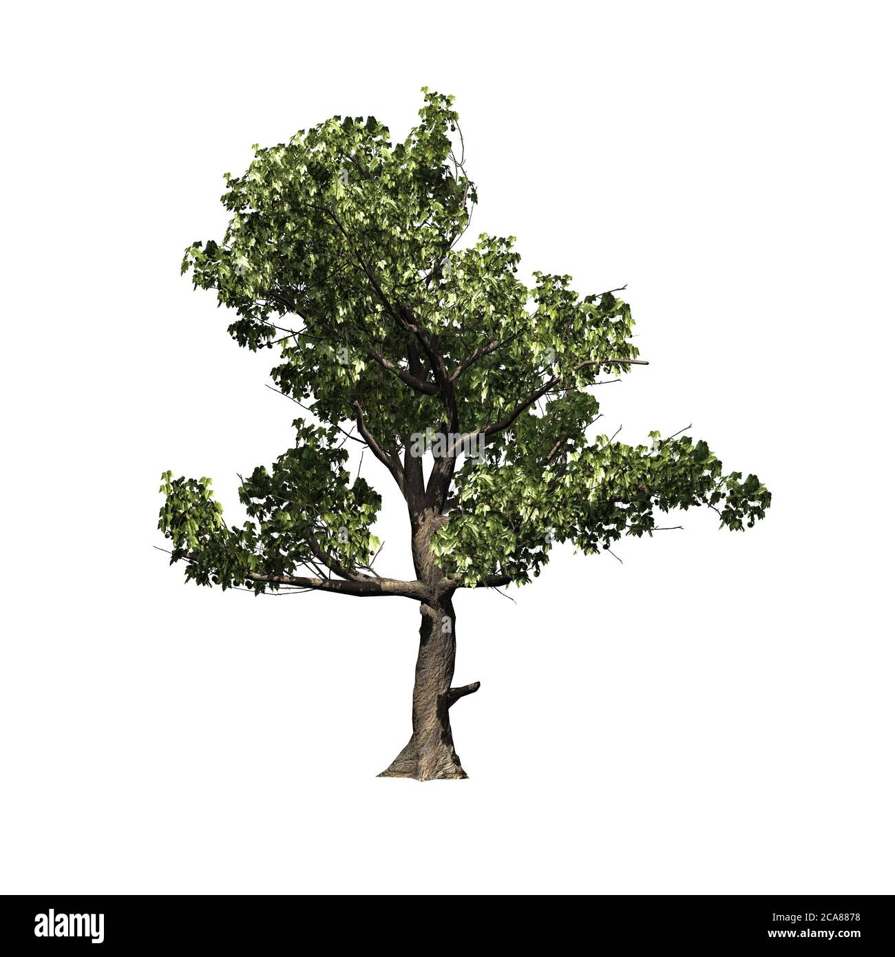 Sycamore Tree Blossom High Resolution Stock Photography and Images - Alamy