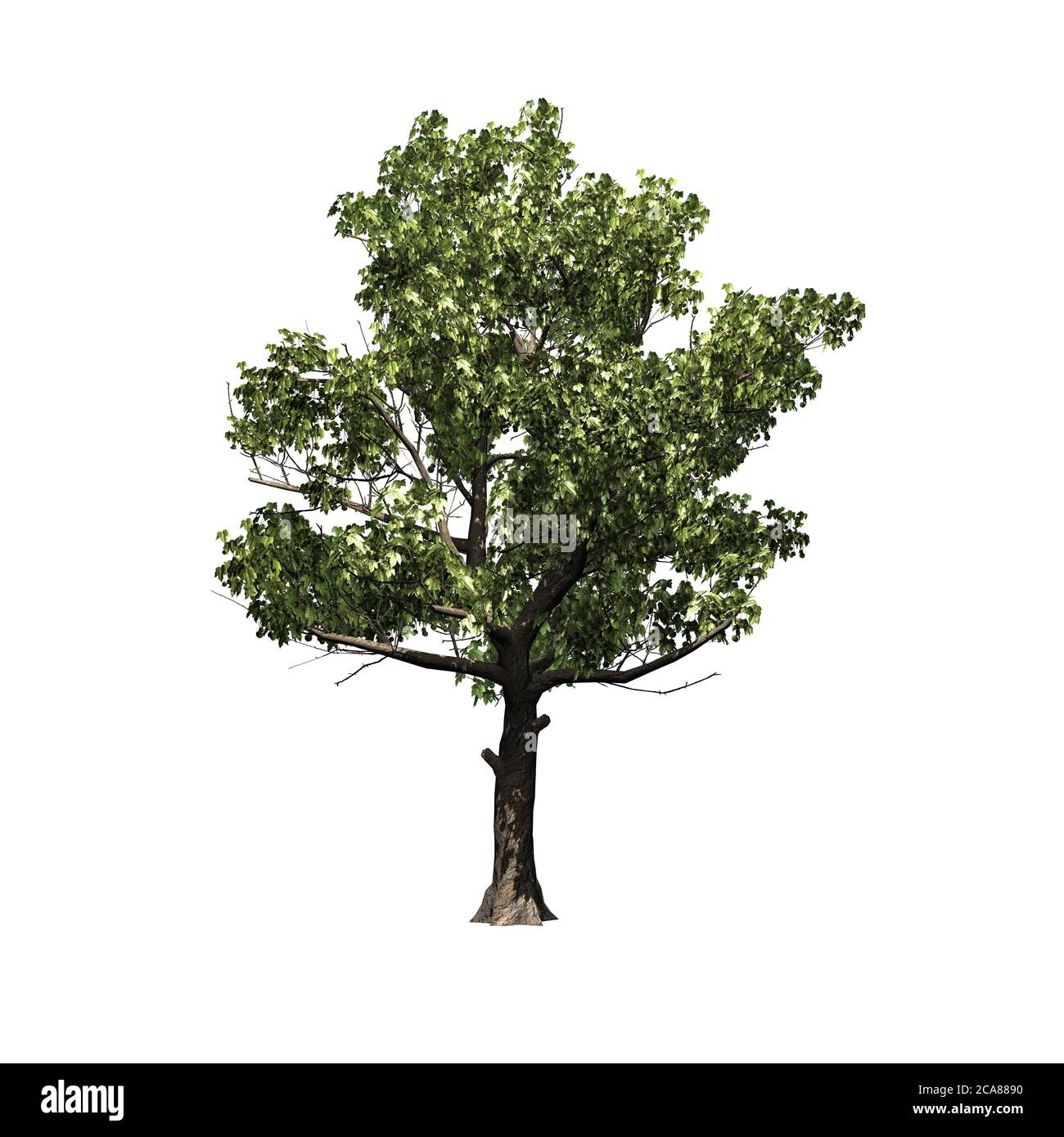 Sycamore Tree Blossom High Resolution Stock Photography and Images - Alamy