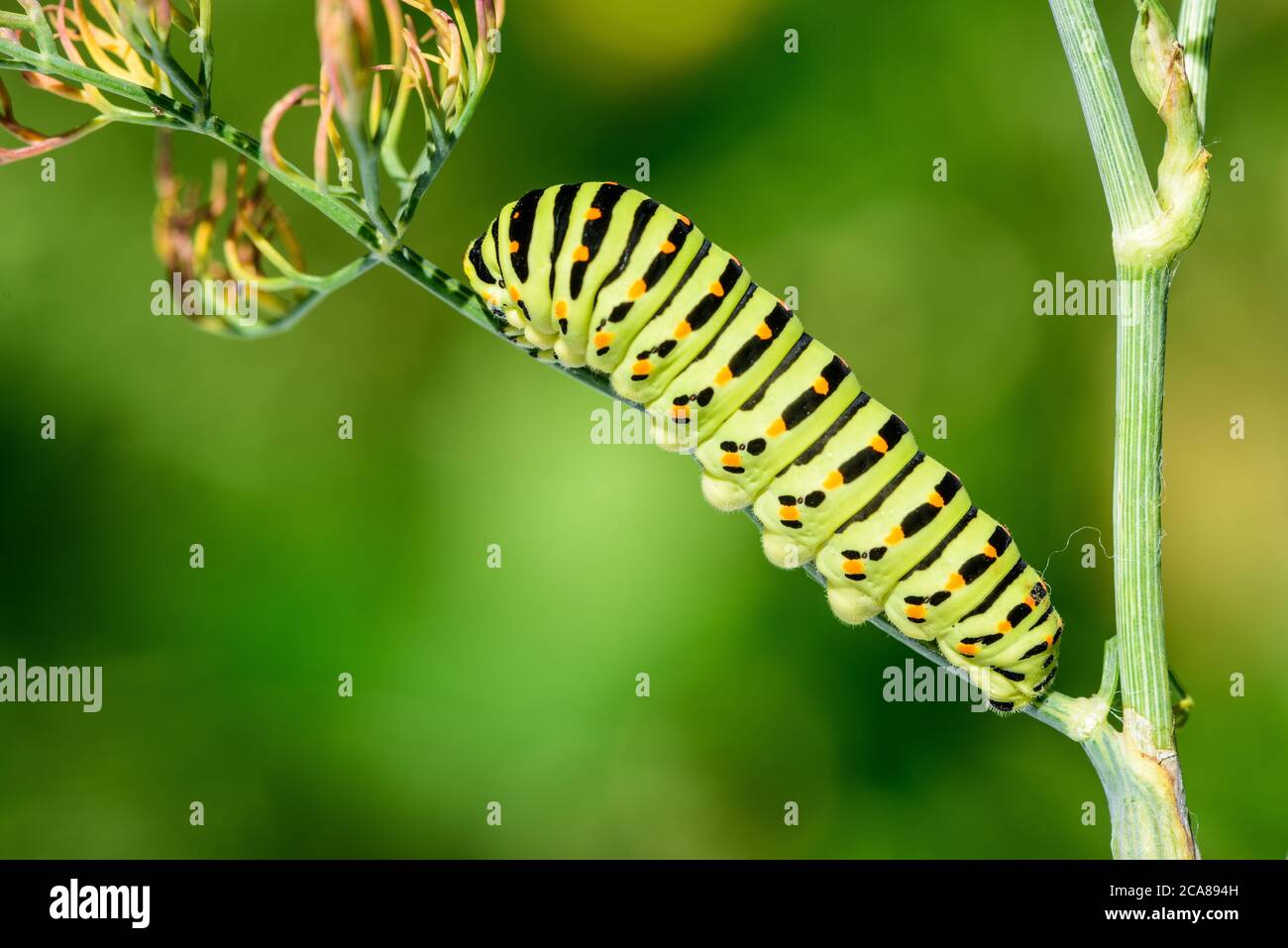 Swallowtail caterpillar (Papilio machaon). Swallowtail caterpillar on dill plant, on natural background. Stock Photo