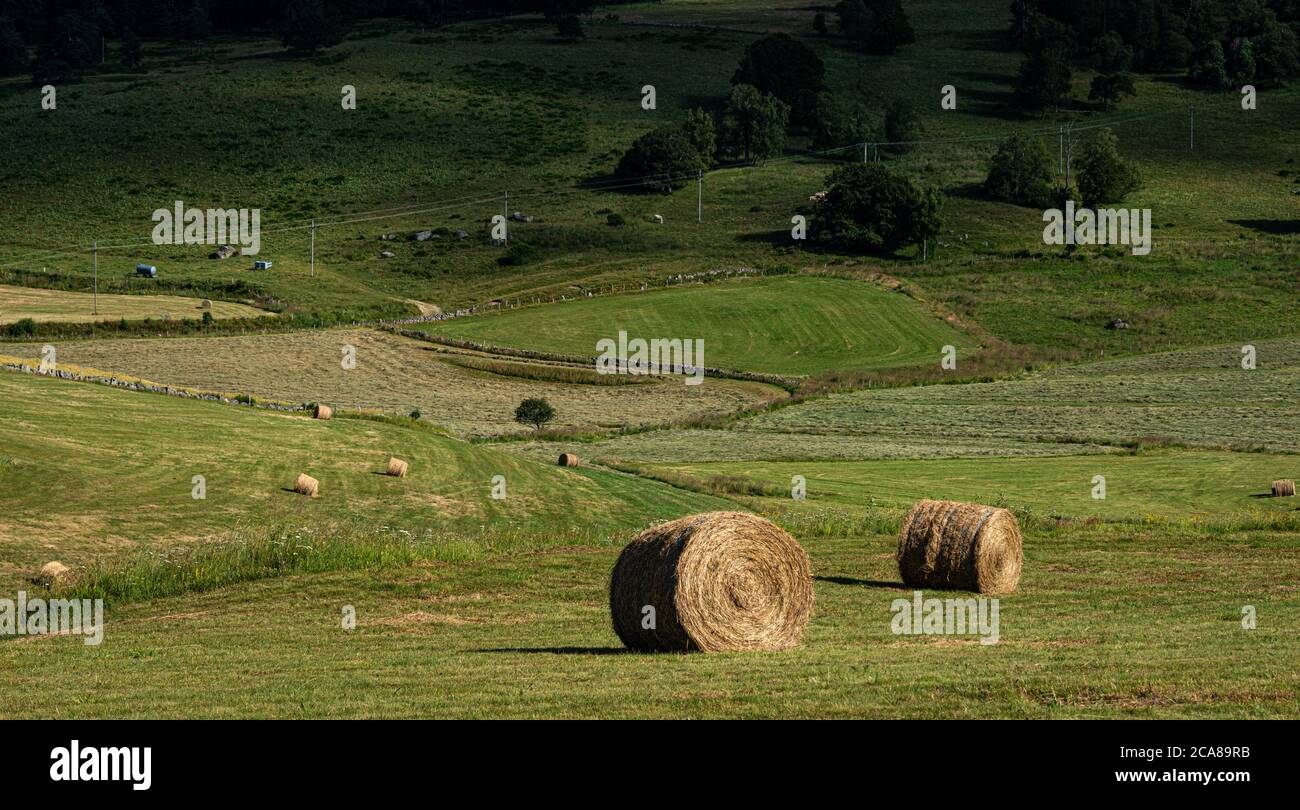 straw bales in field in rustic countryside , Lozere France Stock Photo ...