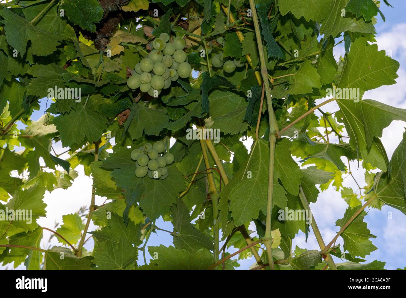 bunches of white table grapes ready for harvest Stock Photo - Alamy