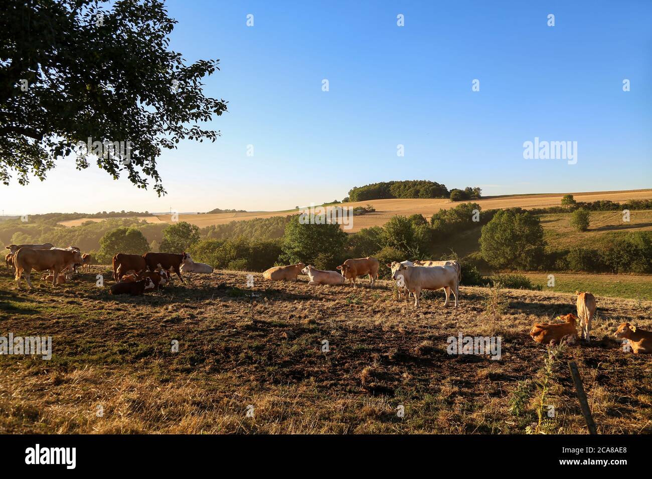 Herd of cows in the pasture in summer Stock Photo - Alamy