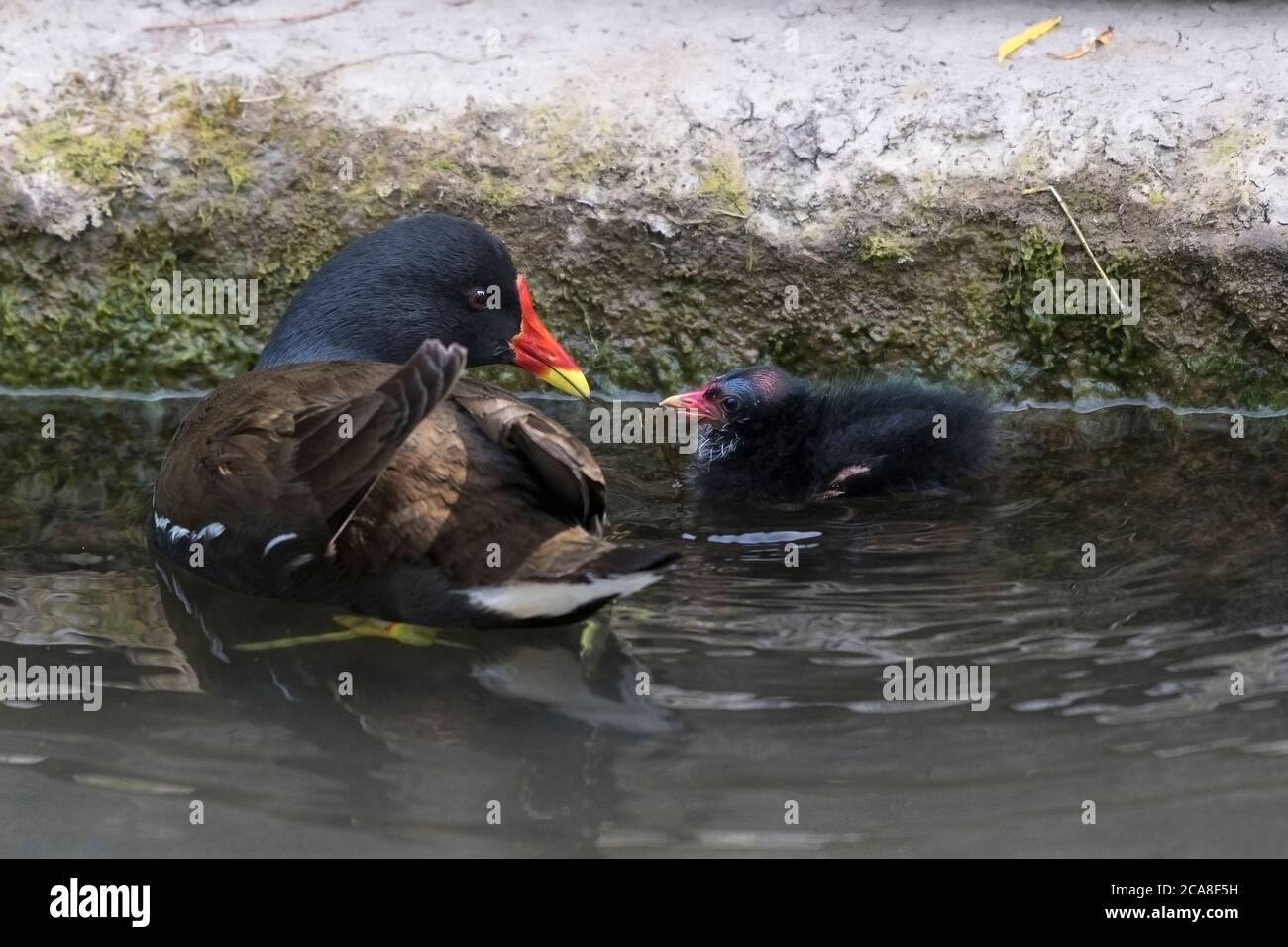 A lone Moorhen Gallinula chloropus chick in Trenance Boating Lake in Trenance Gardens in Newquay in Cornwall. Stock Photo