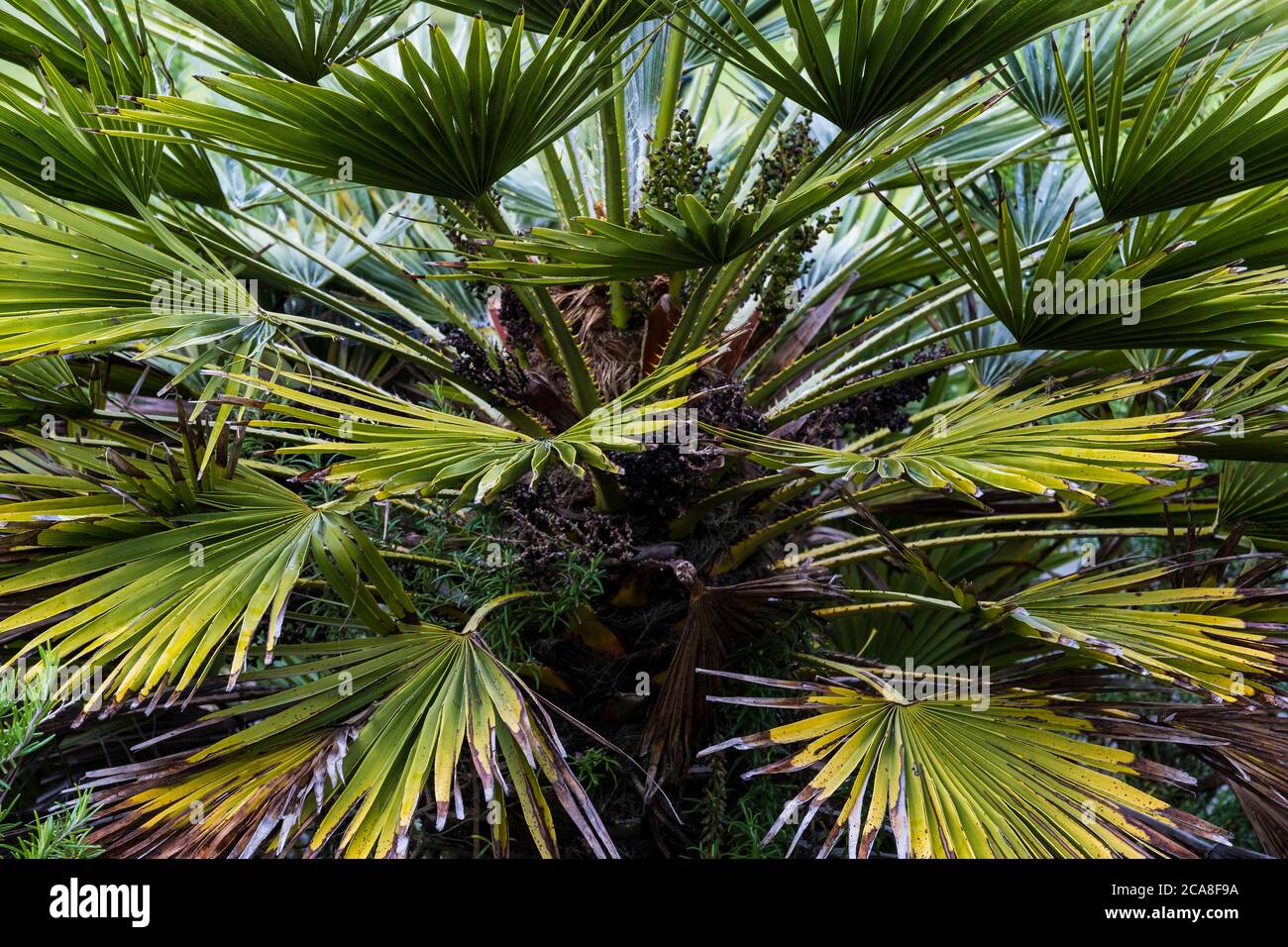 Trachycarpus fortunei growing in Trenance Garden in Newquay in Cornwall. Stock Photo