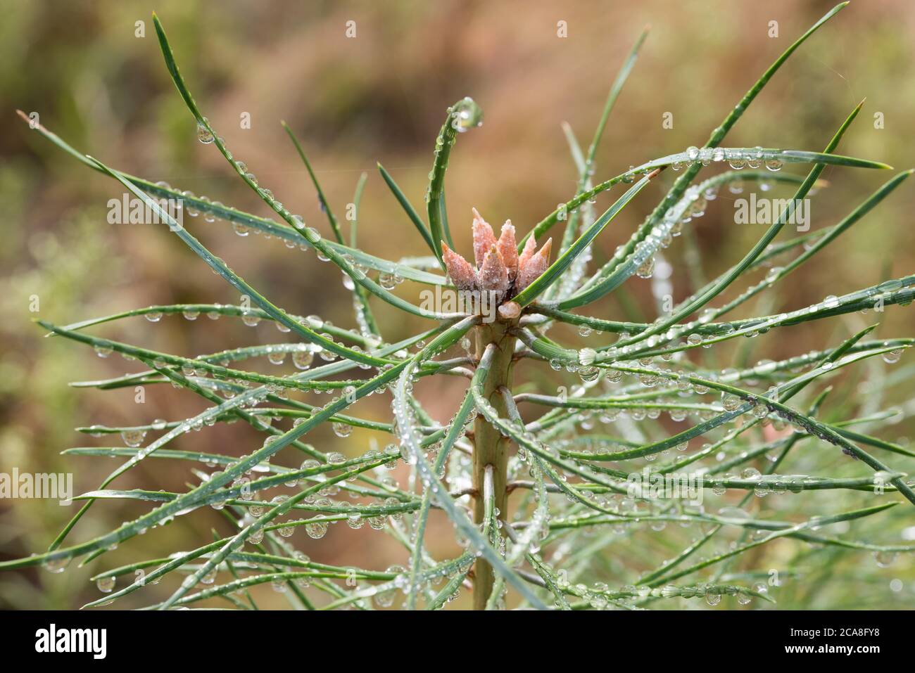 water drops on pine tree needles closeup selective focus Stock Photo
