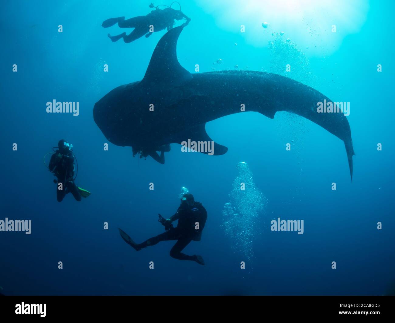 Whale shark surrounded by the divers, Oslob, Philippines. Selective focus Stock Photo