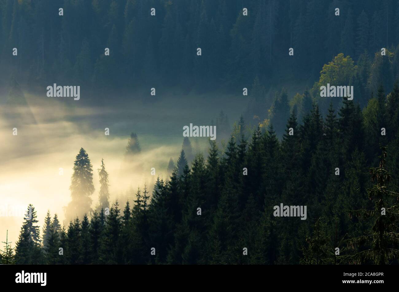 misty nature background. fog in the mountain valley. landscape with coniferous forest view from the top of a hill. fantastic glowing scenery Stock Photo