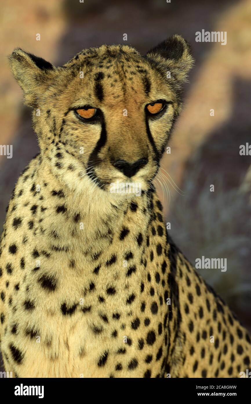 Guepard Cheetah Namibia Fastest Animal African Animal Stock Photo Alamy