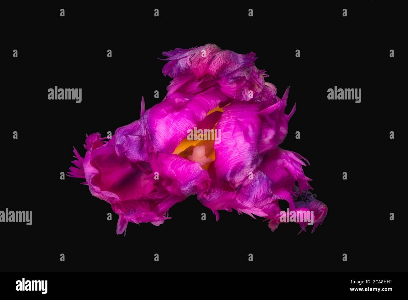red violet parrot tulip surrealistic fantasy macro,black background, fine art still life vintage painting style Stock Photo