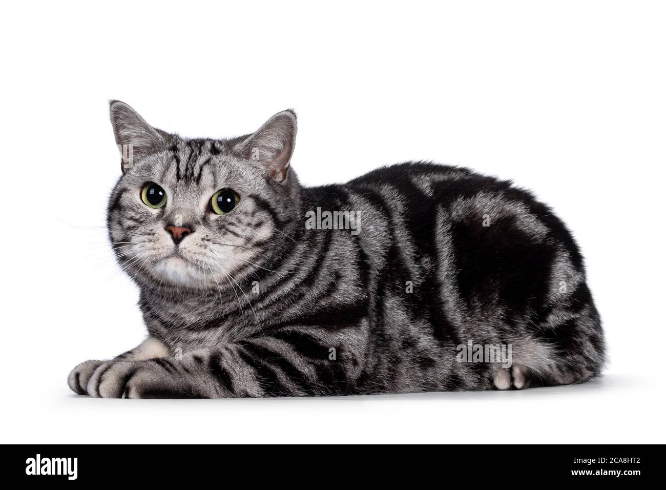 Handsome silver tabby blotched British Shorthair adult male cat. Laying down side ways, looking towards camera with green eyes. Isolated on white back Stock Photo