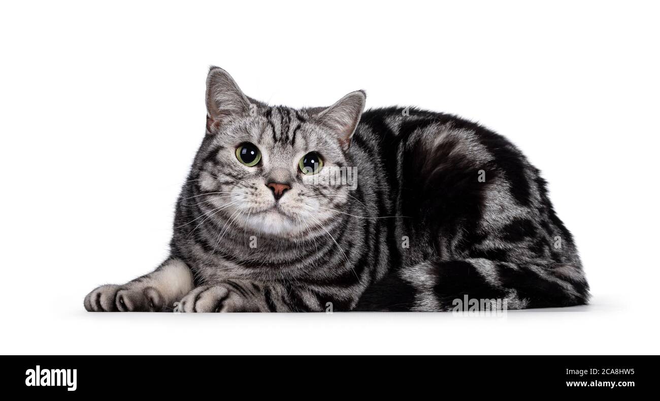 Handsome silver tabby blotched British Shorthair adult male cat. Laying down side ways, head turned and looking towards camera with green eyes. Isolat Stock Photo
