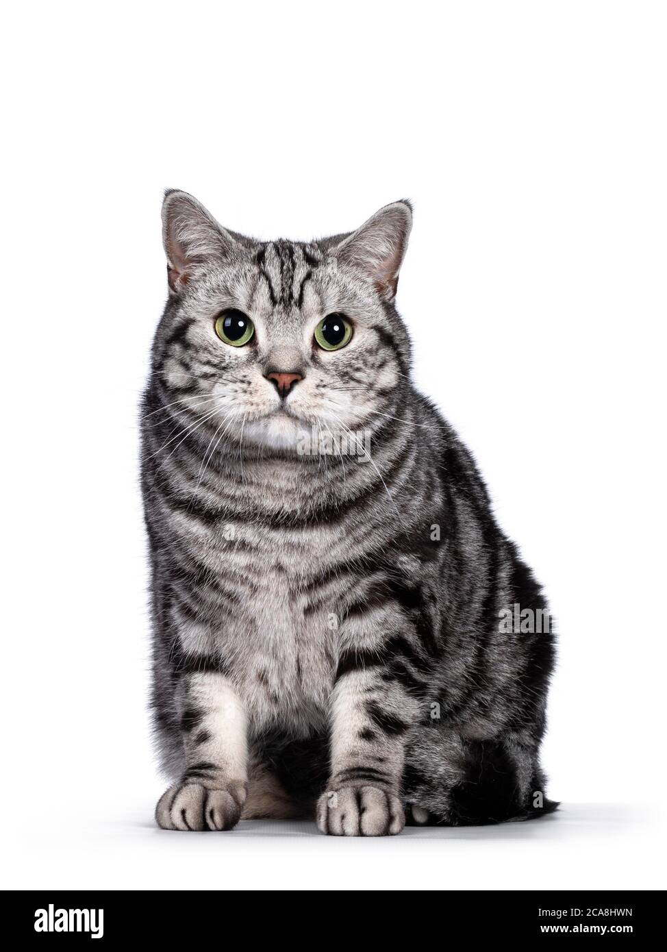 Handsome silver tabby blotched British Shorthair adult male cat. sitting up facing front, looking towards camera with green eyes. Isolated on white ba Stock Photo