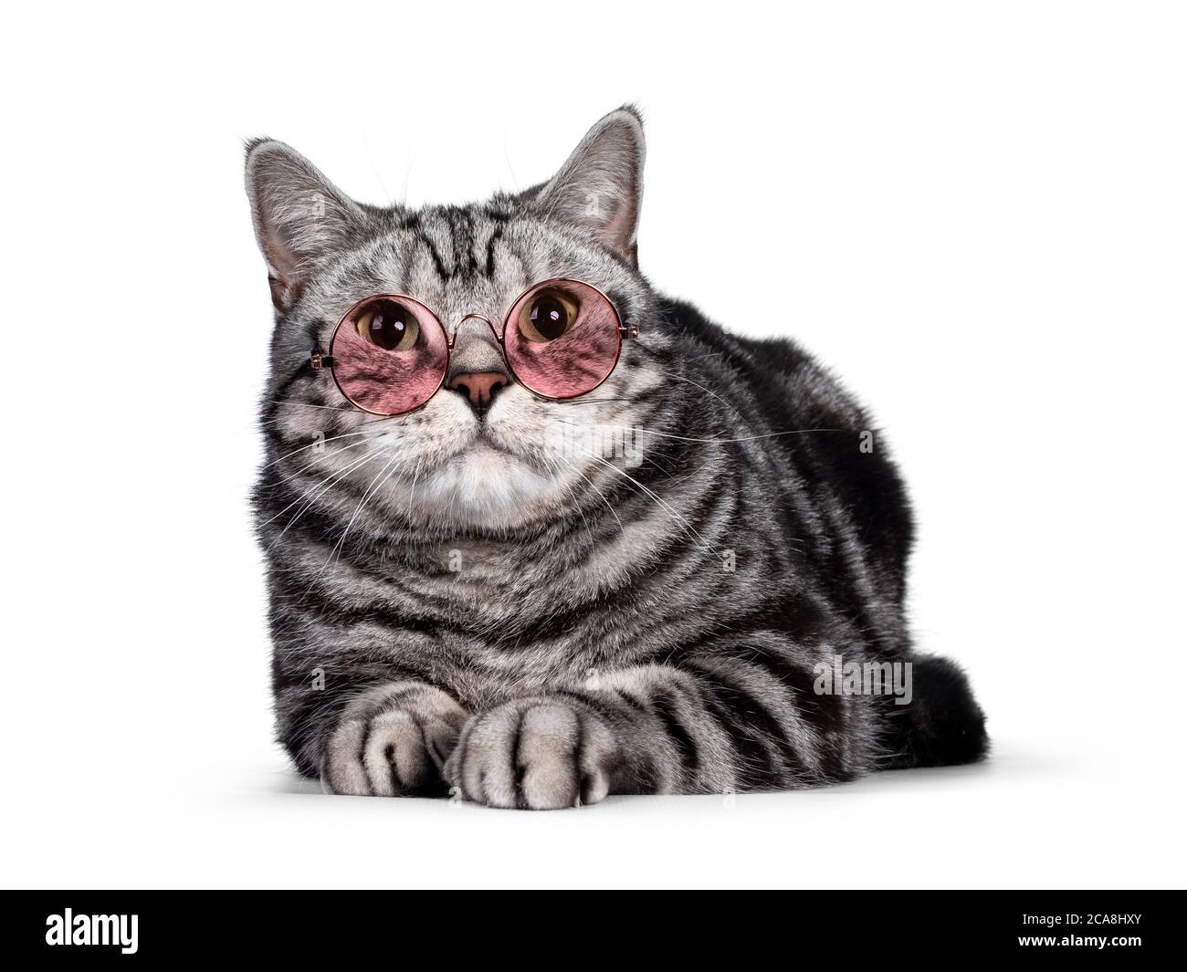 Handsome silver tabby blotched British Shorthair adult male cat. Laying down facing front, looking above camera with green eyes and wearing glasses wi Stock Photo