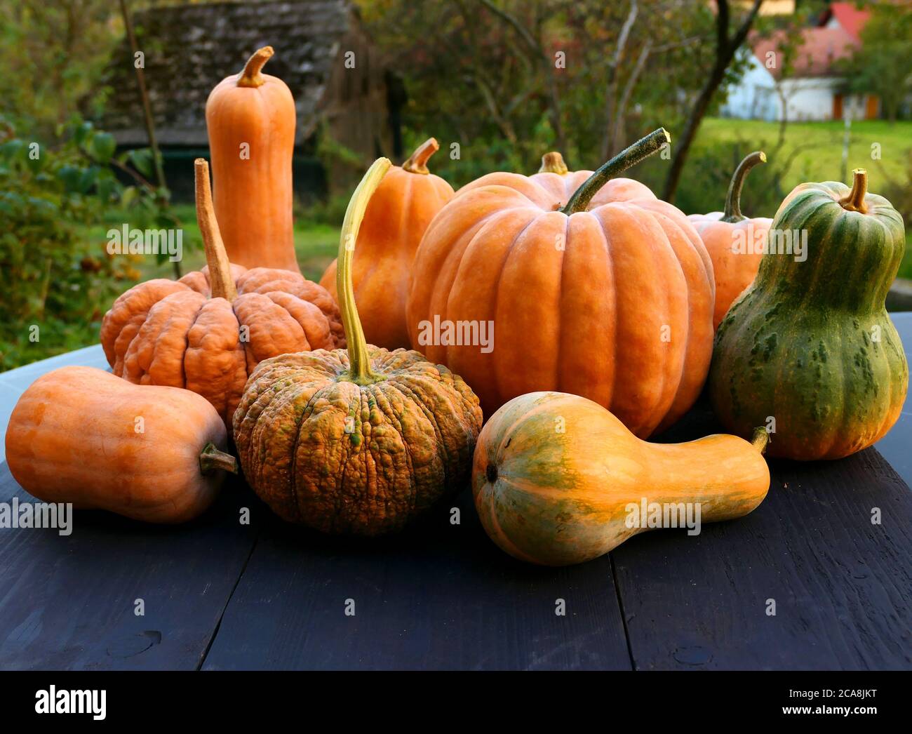 Cucurbita moschata squashes and pumpkins varieties on black wooden boards background Stock Photo