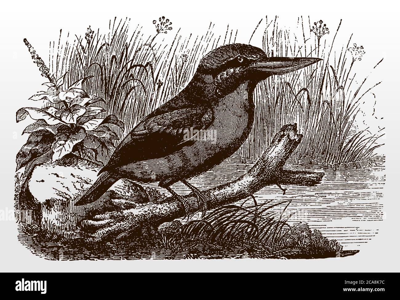 Laughing kookaburra, dacelo novaeguineae sitting on a branch near a water, after an antique illustration from the 19th century Stock Vector