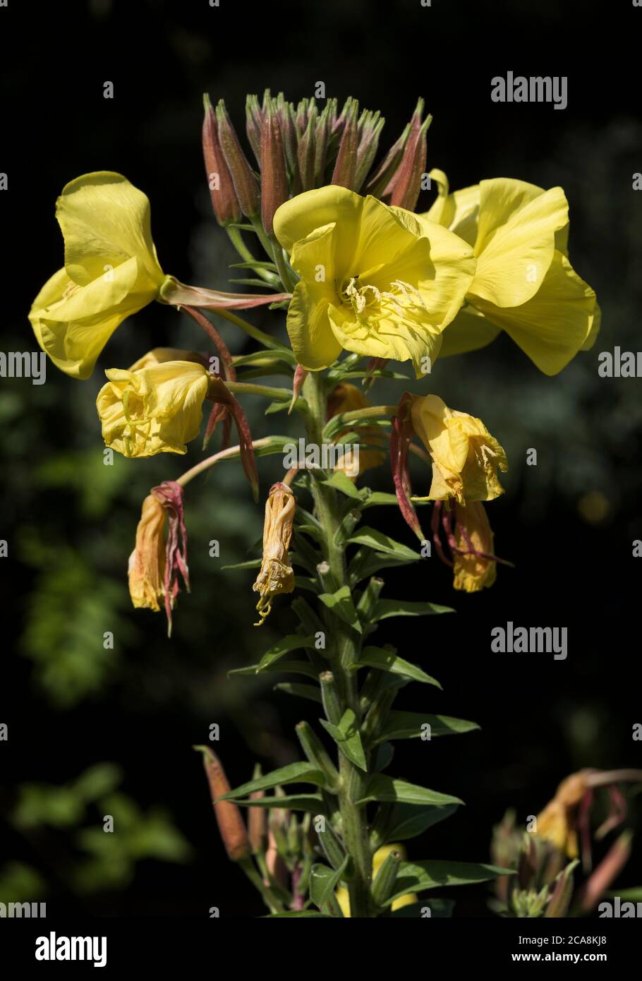 The flowers and buds of Evening Primrose - Oenothera biennis, aka Evening Star or Sundrop. Stock Photo